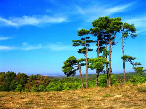 Pino-blanco-Pinus-nigra6