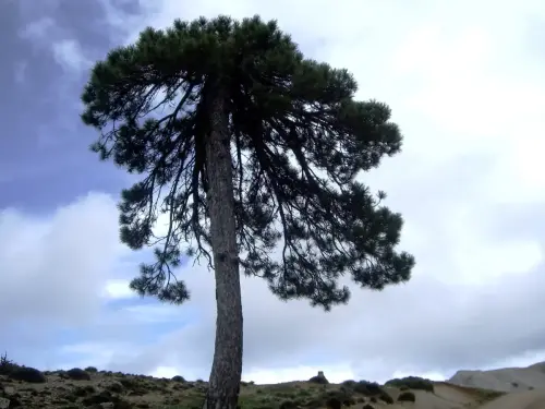 Pino-blanco-Pinus-nigra7