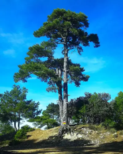 Pino-blanco-Pinus-nigra8