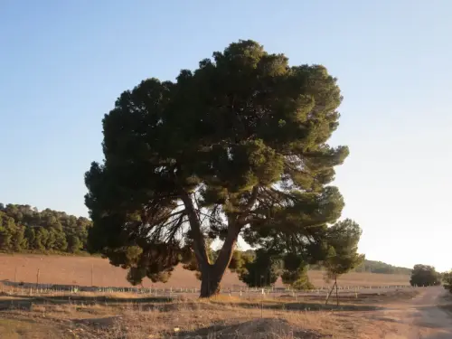 Pino-carrasco-Pinus-halepensis