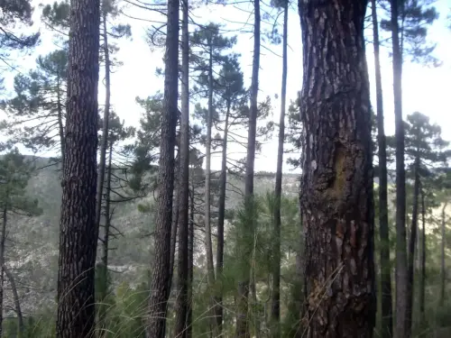 Pino-carrasco-Pinus-halepensis2