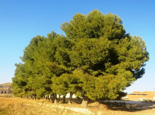 Pino-carrasco-Pinus-halepensis3