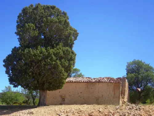 Pino-carrasco-Pinus-halepensis4