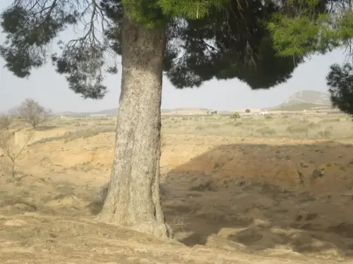 Pino-carrasco-Pinus-halepensis5