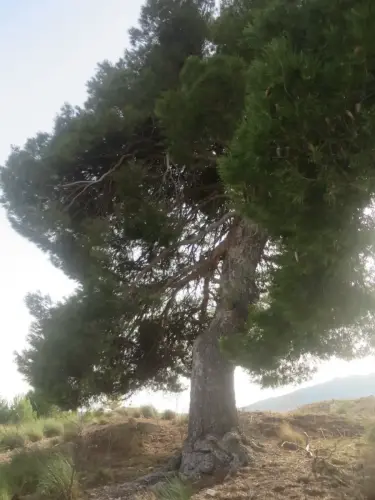Pino-carrasco-Pinus-halepensis6