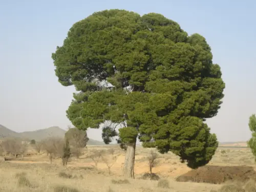 Pino-carrasco-Pinus-halepensis7