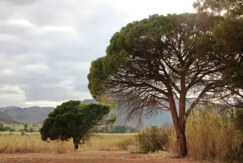 Pino-doncel-Pinus-pinea