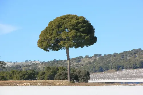 Pino-doncel-Pinus-pinea2
