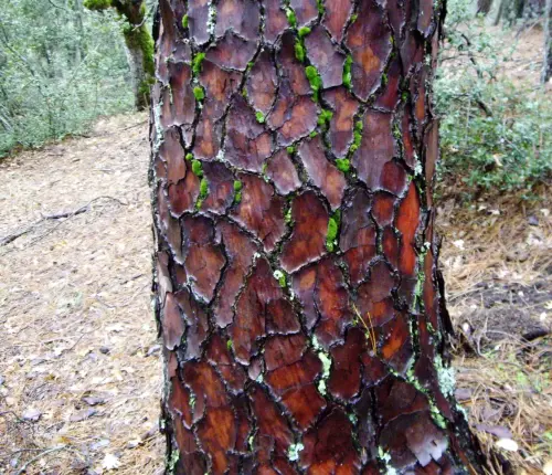 Pino-negro-Pinus-pinaster