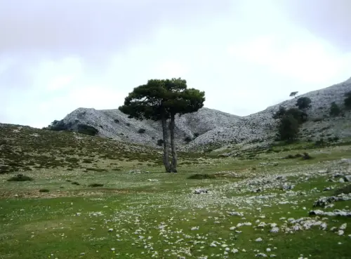 Pino-negro-Pinus-pinaster2