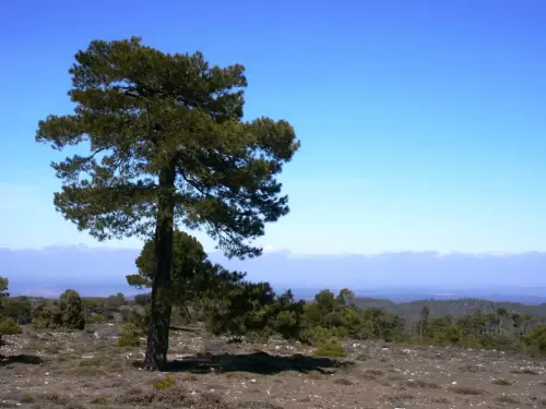 Pino-negro-Pinus-pinaster3