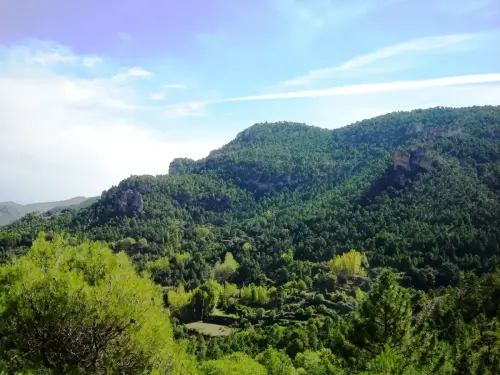 Pino-negro-Pinus-pinaster4