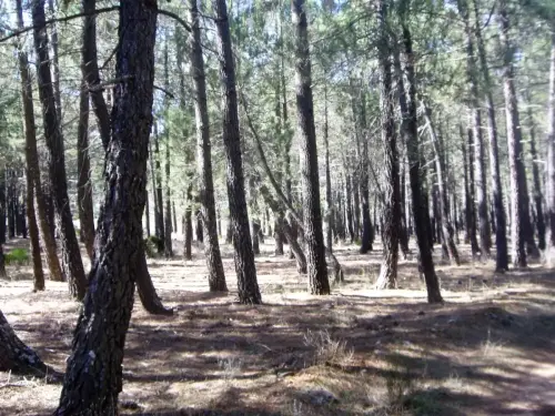 Pino-negro-Pinus-pinaster5