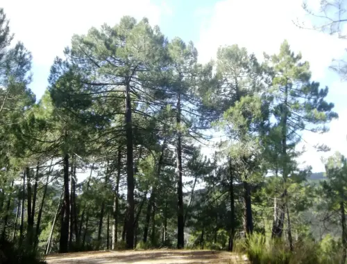 Pino-negro-Pinus-pinaster6