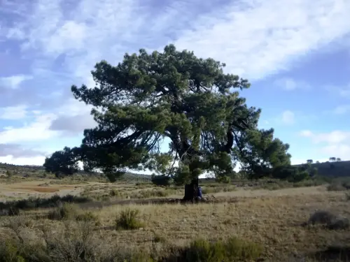 Pino-negro-Pinus-pinaster7