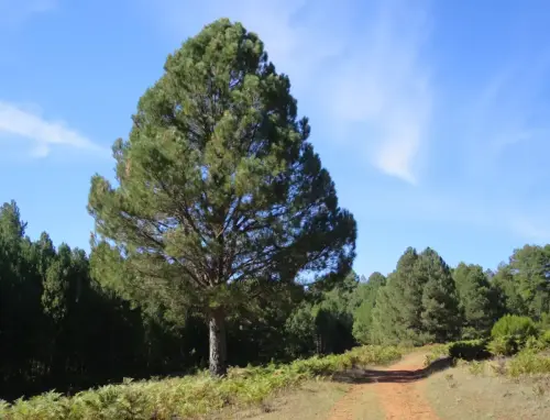 Pino-negro-Pinus-pinaster8