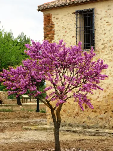 Prunus-Pisardi-Arbol-del-amor