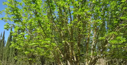 Tilo-de-hoja-grande2