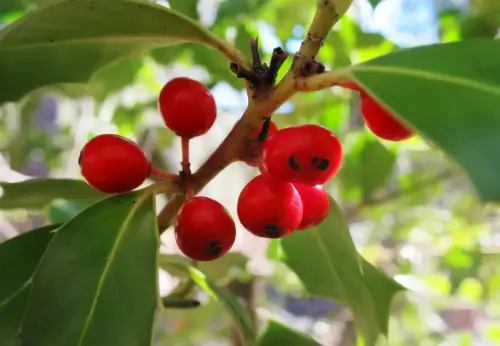 Acebo16-Fruto-del-acebo