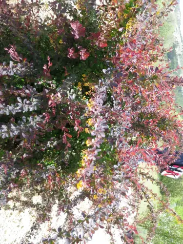 Agracejo-o-espino-arro