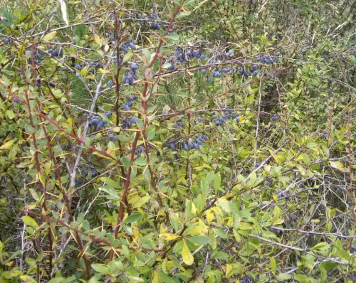 Agracejo-o-espino-arro10