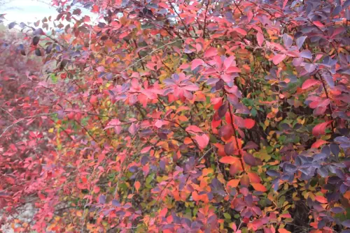 Agracejo-o-espino-arro11