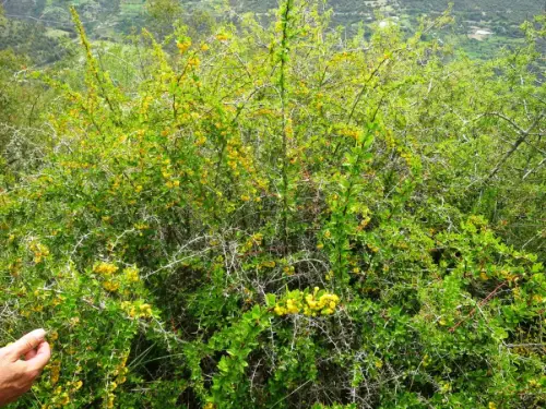 Agracejo-o-espino-arro13