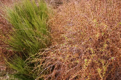 Agracejo-o-espino-arro2