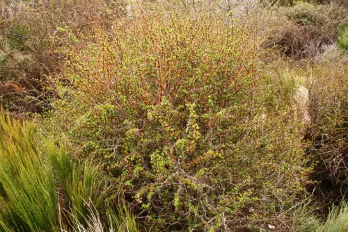 Agracejo-o-espino-arro3