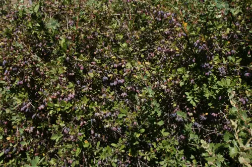 Agracejo-o-espino-arro4