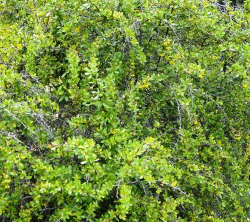 Agracejo-o-espino-arro5