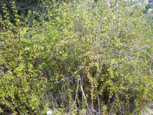 Agracejo-o-espino-arro6