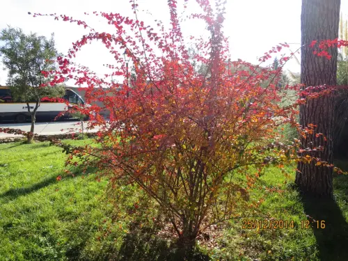 Agracejo-o-espino-arro7