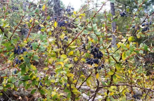 Agracejo-o-espino-arro9