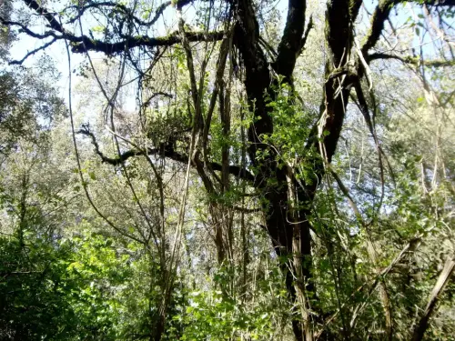 Arbustos-TrepadorJPG