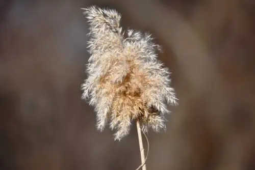 Cana-de-Castilla-Arundo-donax