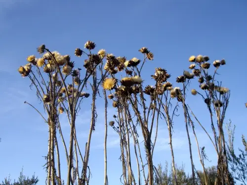 Cardos21-borriqueros