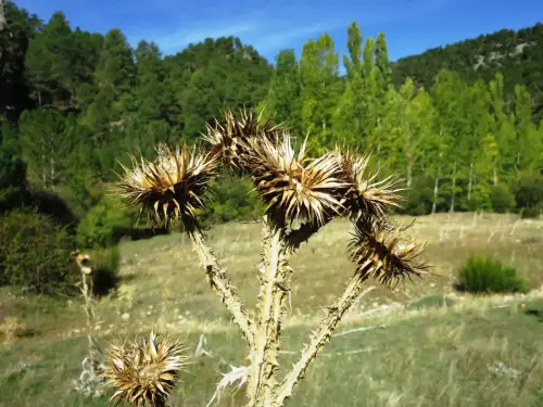 Cardos22-borriqueros