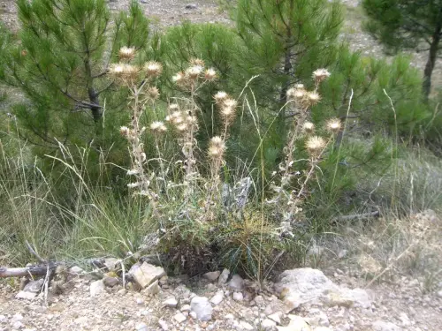 Cardos23-borriqueros