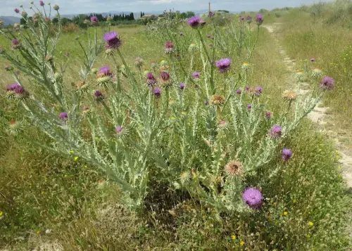 Cardos28