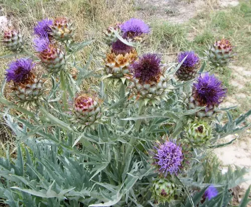 Cardos33