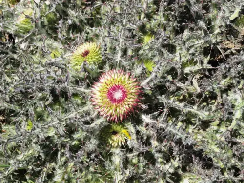 Cardos39