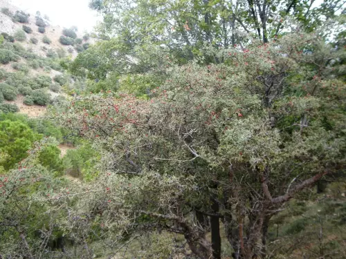 Espino-blanco-o-Majuelo10