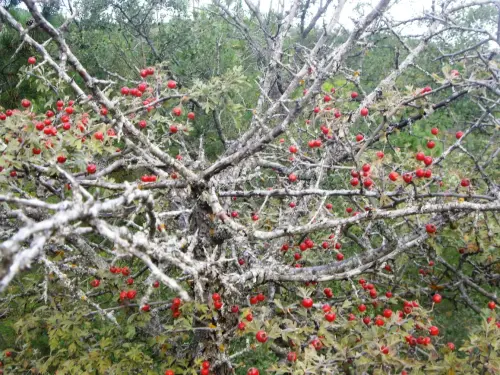 Espino-blanco-o-Majuelo11