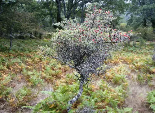 Espino-blanco-o-Majuelo12