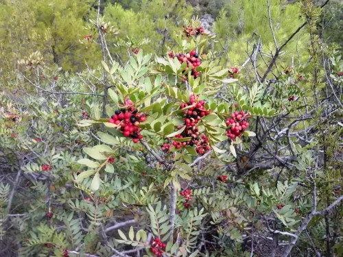 Espino-blanco-o-Majuelo13