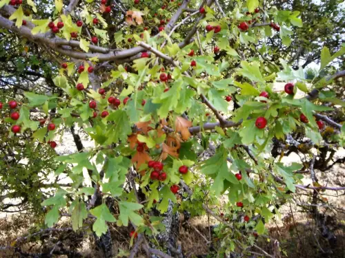 Espino-blanco-o-Majuelo14
