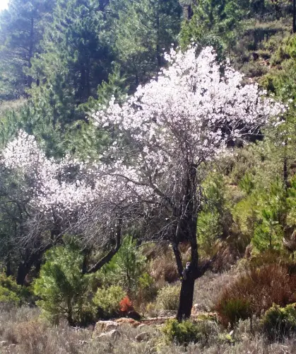 Espino-blanco-o-Majuelo15