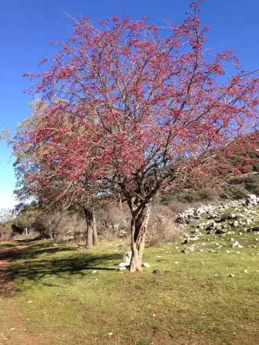 Espino-blanco-o-Majuelo2