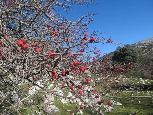 Espino-blanco-o-Majuelo3
